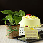 Money Plant & Eggless Butterscotch Cake