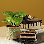 Money Plant & Eggless Chocolate Cake