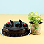 Syngonium Plant & Eggless Truffle Cake
