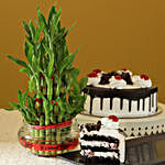 3 Layer Bamboo & Eggless Black Forest Cake
