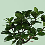 Ficus Bonsai in Think Green Go Pot For Anniversary