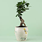 Ficus Bonsai in Think Green Go Pot For Birthday