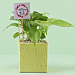 Golden Money Plant in Iris Pot For Anniversary