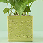 Golden Money Plant in Iris Pot For Anniversary