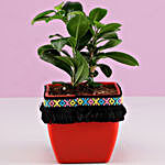 Ficus Compacta Plant in Red Square Pot with Boho Lace