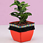 Ficus Compacta Plant in Red Square Pot with Boho Lace