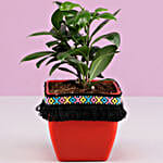 Ficus Compacta Plant in Red Square Pot with Boho Lace