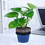 Gold King Money Plant in Black Square Pot with Boho Lace
