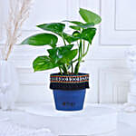 Gold King Money Plant in Black Square Pot with Boho Lace