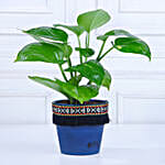 Gold King Money Plant in Black Square Pot with Boho Lace