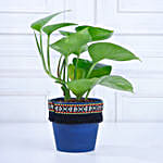 Gold King Money Plant in Black Square Pot with Boho Lace