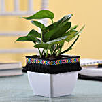 Gold King Money Plant in White Square Pot with Boho Lace