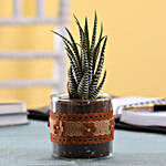 Howarthia Zebra Plant in Cylinder Glass Pot with Flower Lace