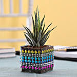 Howarthia Zebra Plant in Square Glass Pot with Heart Lace