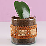 Hoya Plant in Cylinder Glass Pot with Flower Lace