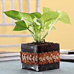 Neon Money Plant in Square Glass Pot with Flower Lace
