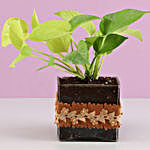 Neon Money Plant in Square Glass Pot with Flower Lace