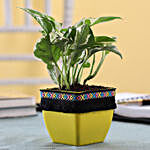 White Pothos Foliage  in Yellow Square Pot with Boho Lace
