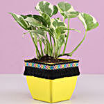 White Pothos Foliage  in Yellow Square Pot with Boho Lace