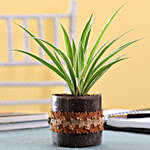 Spider Plant in Cylinder Glass Pot with Flower Lace