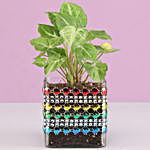 Syngonium Plant in Square Glass Pot with Heart Lace