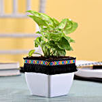 Syngonium Plant in White Square Pot with Boho Lace