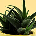 Aloe Gastro Plant in Hand Painted Planter