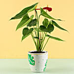 Anthurium Plant in Hand Painted Planter