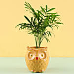 Chamaedorea Palm Plant in Hand Painted Planter