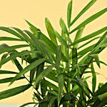 Chamaedorea Palm Plant in Hand Painted Planter