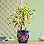 Song of India Plant in Hand Painted Planter