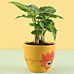 Syngonium Plant in Hand Painted Planter