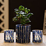 Ficus Compacta Plant In Blue Glass Pot & 2 Votive Holders