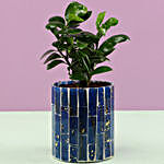 Ficus Compacta Plant In Blue Mosaic Art Glass Pot