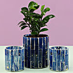 Ficus Compacta Plant In Blue Glass Pot & 2 Votive Holders