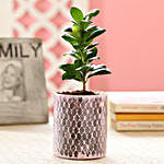 Ficus Compacta Plant In Diamond Cut Mosaic Art Glass Pot
