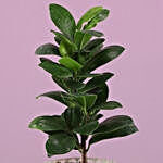 Ficus Compacta Plant In Diamond Cut Pot & Votive Holder
