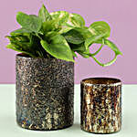 Money Plant in Metallic Finish Glass Pot & Votive Holder
