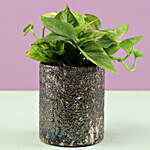 Money Plant in Metallic Finish Glass Pot & Votive Holder