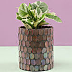 N'Joy Money Plant In Mosaic Art Glass Pot
