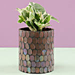 N'Joy Money Plant In Mosaic Art Pot & Votive Holder