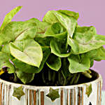 Syngonium Plant In Mosaic Art Pot & Votive Holder