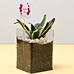 Sansevieria Plant For Valentine's