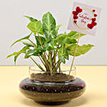 Syngonium Plant For Valentine's Day