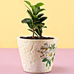 Ficus Compacta In Green Ceramic Pot