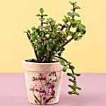 Jade Plant In Pink Ceramic Pot