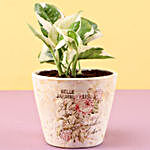 Pothos Money Plant In Ceramic Pot