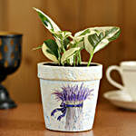 Pothos Plant In Purple Ceramic Pot
