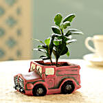 Ficus Compacta Plant In Pink Pot