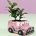 Ficus Compacta Plant In Pink Pot